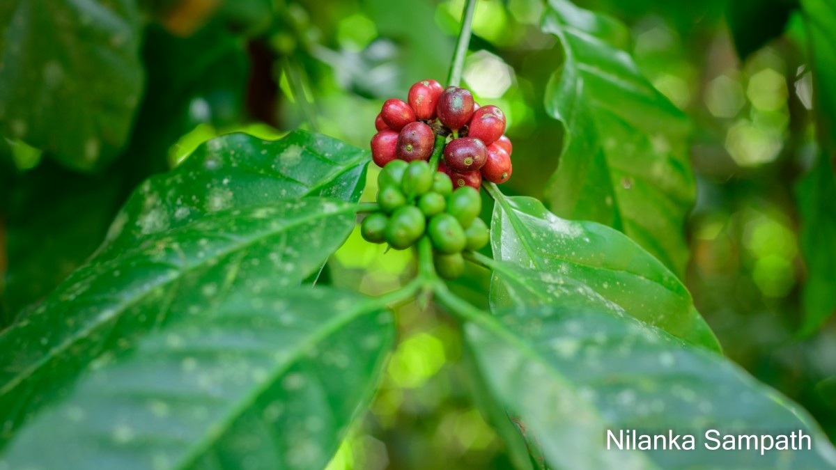 Coffea arabica L.